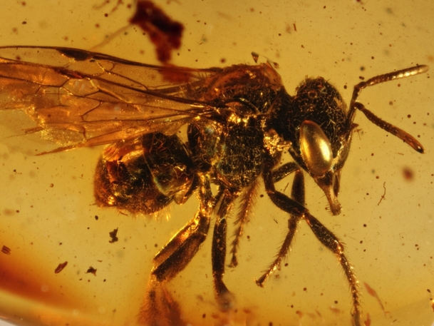 Inkluse im Baltischen Bernstein: Echte Biene (Apidae) aus dem Fundus von Nordschmuck, Foto: Carsten Gröhn/ambertop
