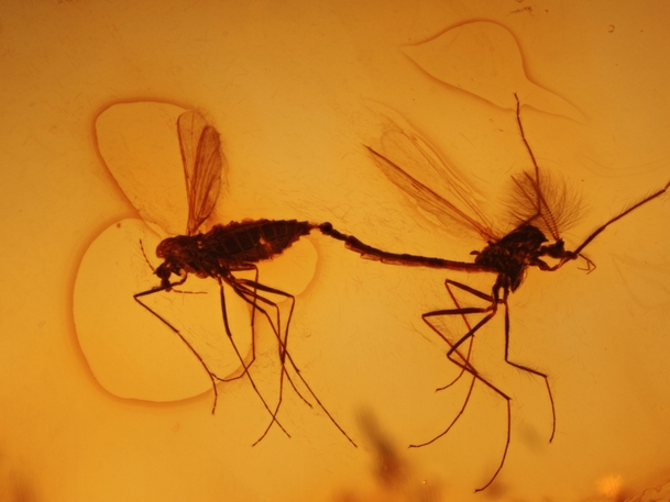 Inklusen im Baltischen Bernstein: Zuckmücken (Chironomidae) in copula aus dem Fundus von Nordschmuck, Foto: Carsten Gröhn/ambertop