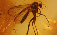 Bernstein Einschluss Inkluse Insekt Diptera Pilzmücke Mycetophilidae