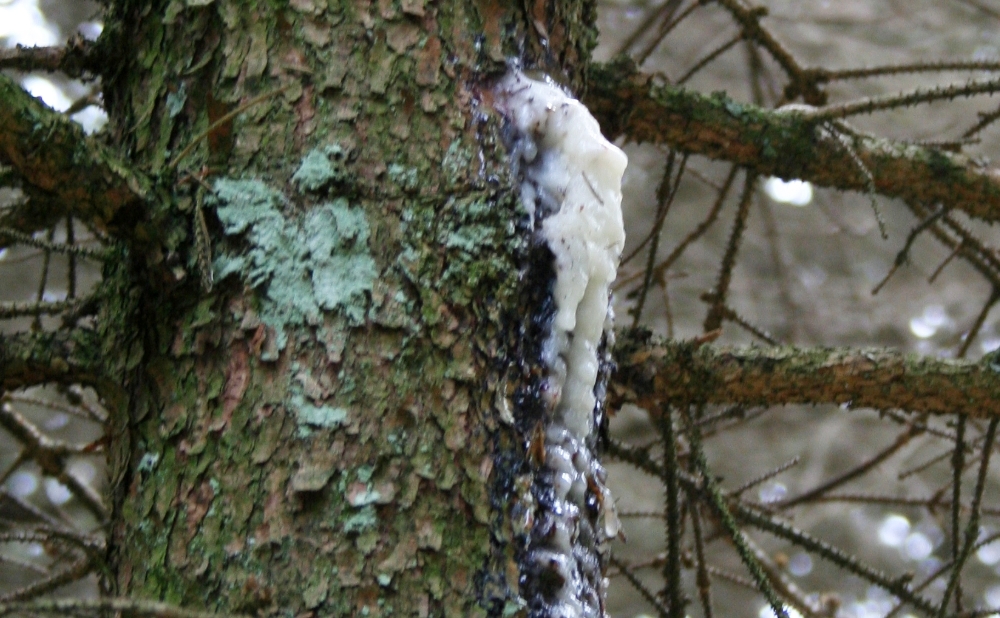 Frischer, weißer Harzfluss am Baumstamm, Foto: Knut Rudloff