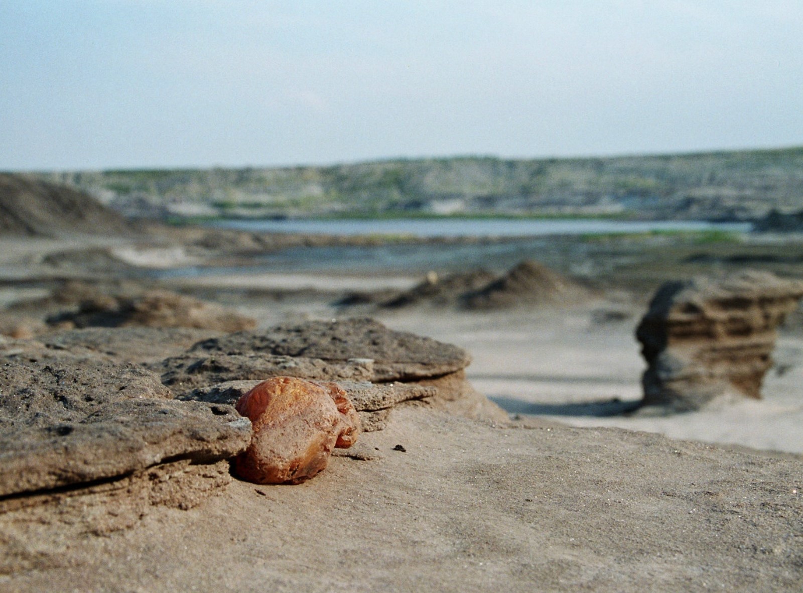 Ein ansehnlicher, durch Wind und Wetter freigelegter Bernstein-Solitär im Bitterfelder Sediment (ca. 1993), Foto: Carsten Gröhn, ambertop