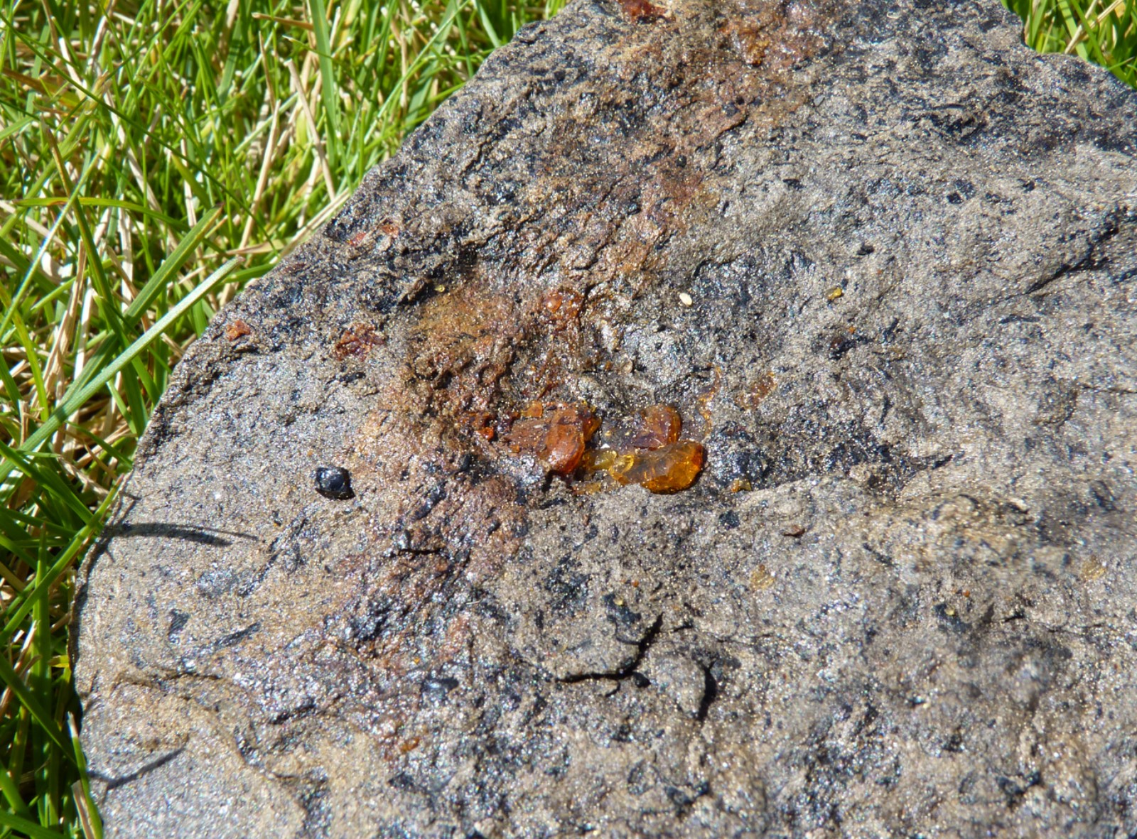 Bernsteinvarietät 'Plaffeiit' aus der Schweiz, Foto: Carsten Gröhn/ambertop