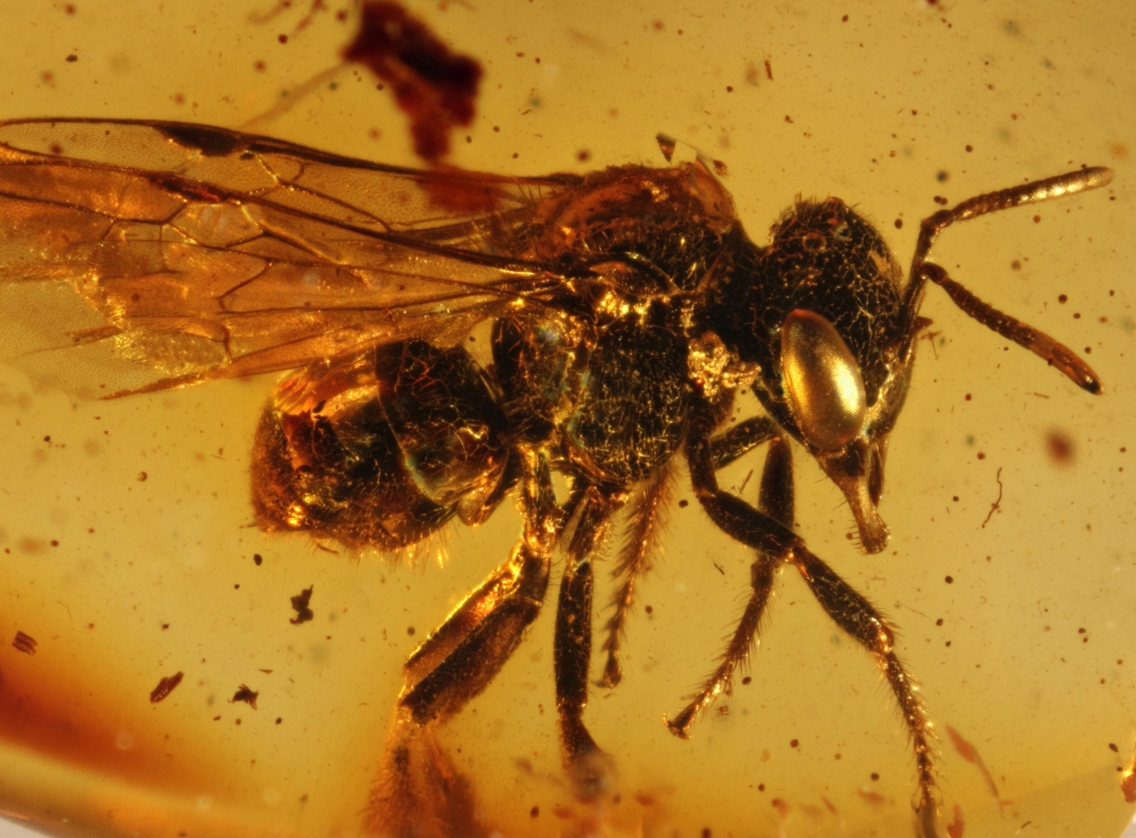 Inkluse im Baltischen Bernstein: Echte Biene (Apidae) aus dem Fundus von Nordschmuck, Foto: Carsten Gröhn/ambertop