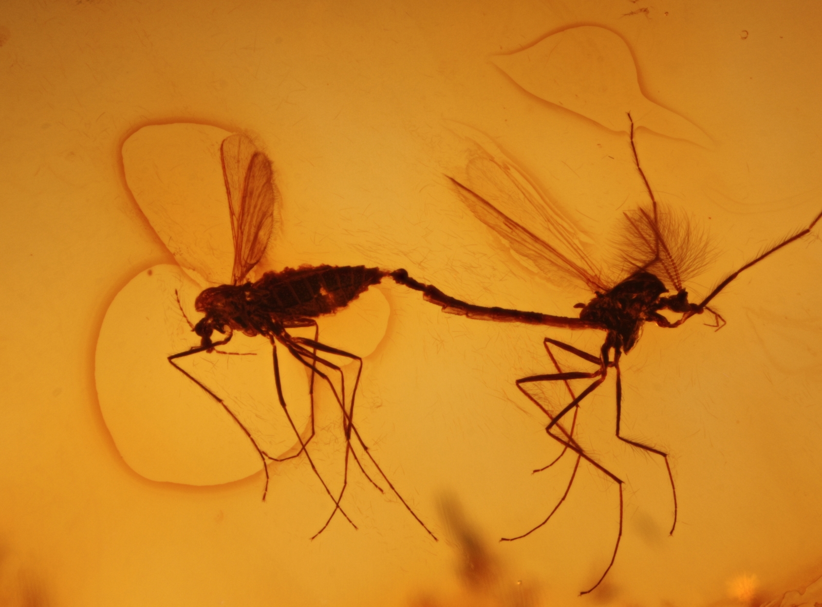 Inklusen im Baltischen Bernstein: Zuckmücken (Chironomidae) in copula aus dem Fundus von Nordschmuck, Foto: Carsten Gröhn/ambertop