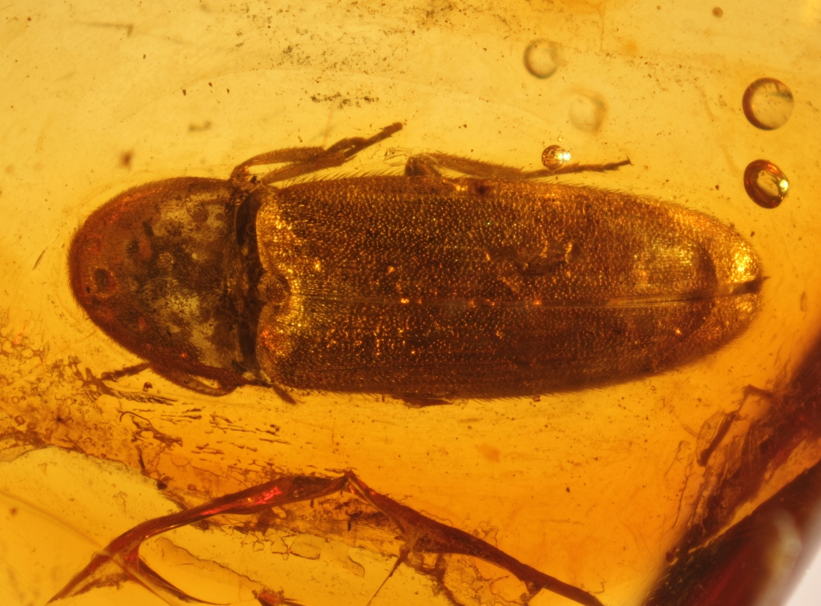 Inkluse im Baltischen Bernstein: Schnellkäfer (Elateridae) aus dem Fundus von Nordschmuck, Foto: Carsten Gröhn/ambertop