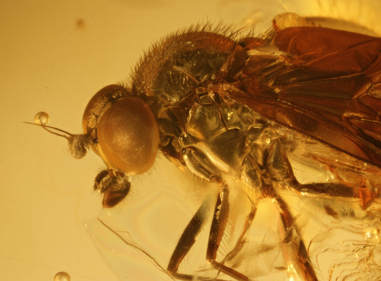 Inkluse im Baltischen Bernstein: Schnepfenfliege (Rhagionidae Symphoromyia) aus dem Fundus von Nordschmuck, Foto: Carsten Gröhn/ambertop