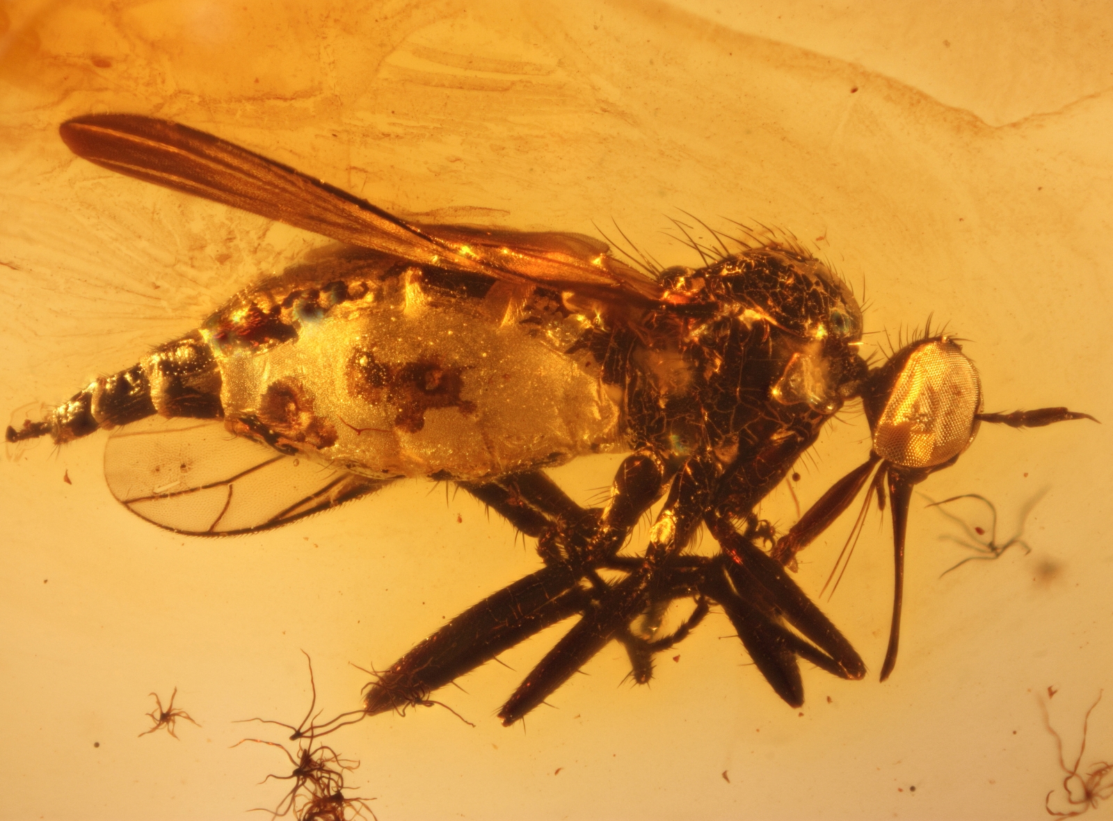 Inkluse im Baltischen Bernstein: Tanzfliege (Empididae) mit schönem Stechrüssel aus dem Fundus von Nordschmuck, Foto: Carsten Gröhn/ambertop
