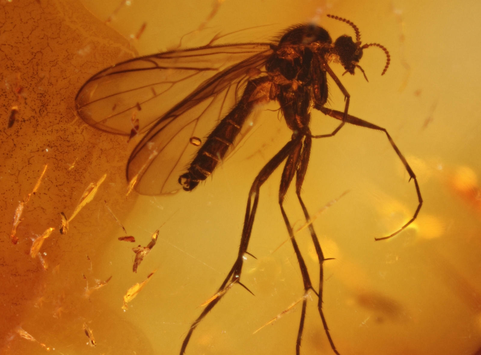 Inkluse im Baltischen Bernstein: Pilzmücke (Mycetophilidae) aus dem Fundus von Nordschmuck, Foto: Carsten Gröhn/ambertop