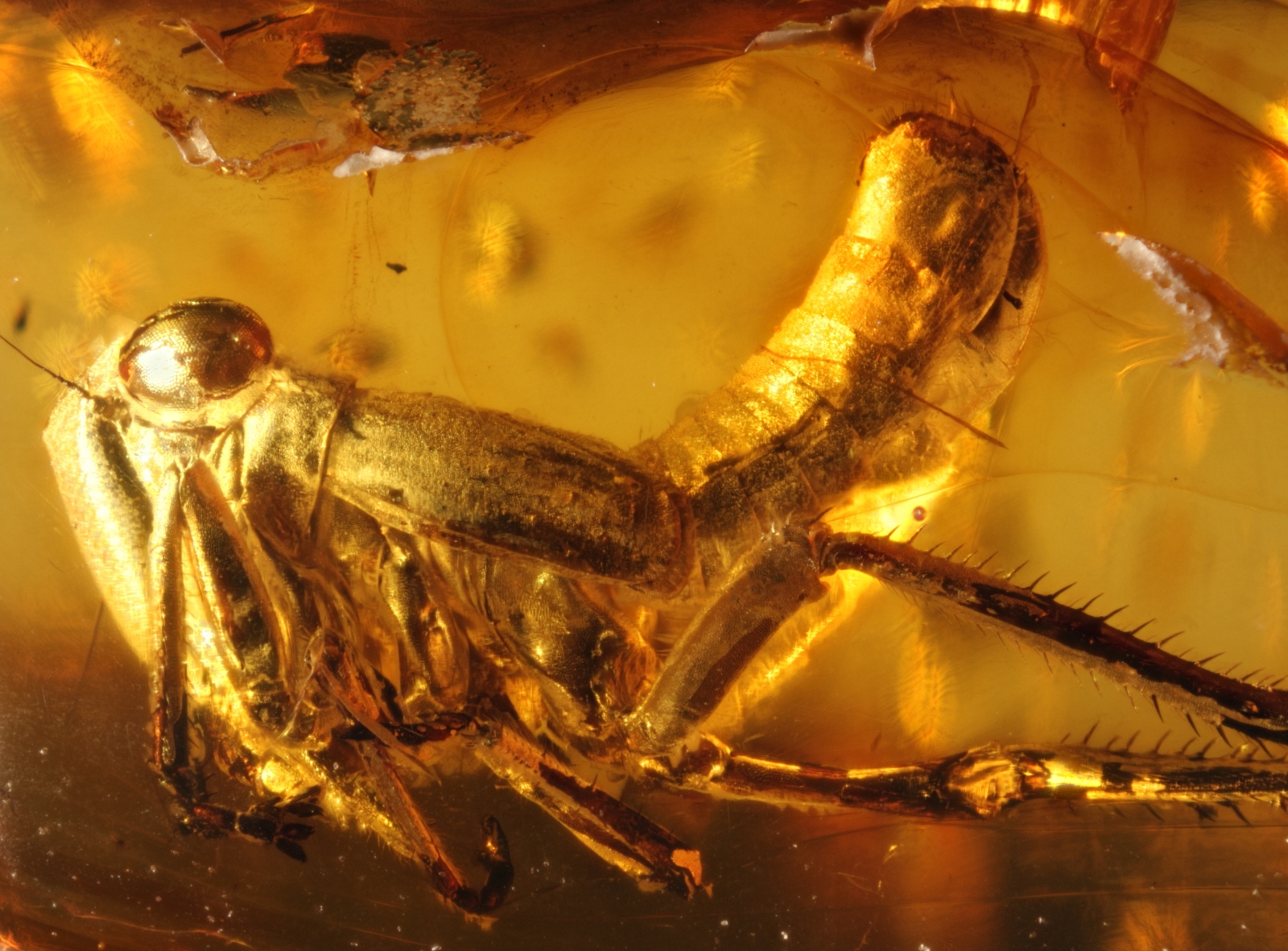 Inkluse im Baltischen Bernstein: Zikadenlarve (Cicadina Cicadomorpha) aus dem Fundus von Nordschmuck, Foto: Carsten Gröhn/ambertop