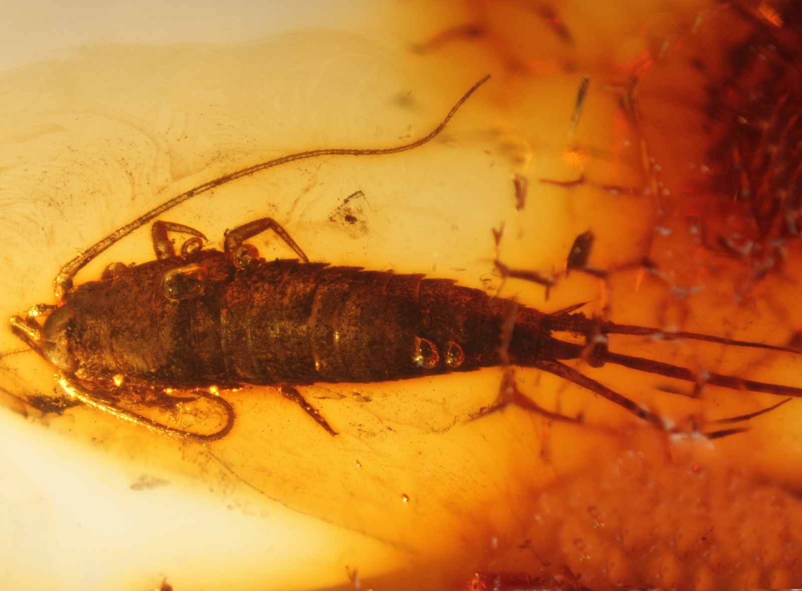 Inkluse im Baltischen Bernstein: Felsenspringer (Thysanura Machilidaeaus) mit Kotballen aus dem Fundus von Nordschmuck, Foto: Carsten Gröhn/ambertop