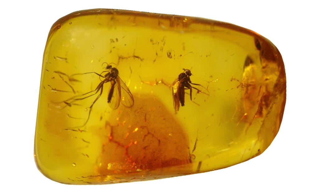 Inklusen im Baltischen Bernstein: Zwei Pilzmücken (Mycetophilidae) aus dem Fundus von Nordschmuck, Foto: Carsten Gröhn/ambertop